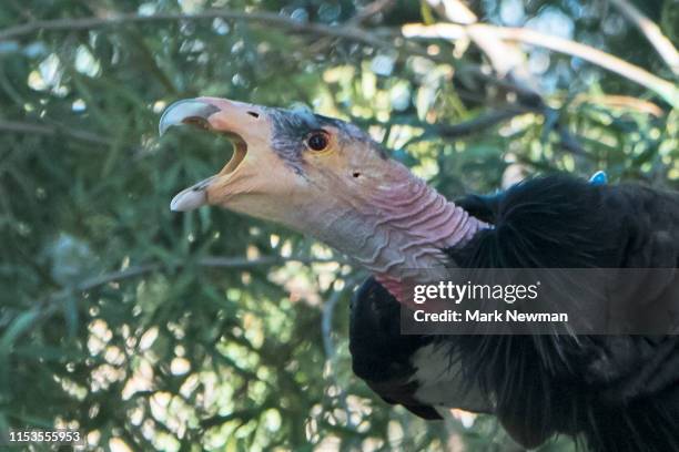 377点のカリフォルニアコンドルのストックフォト Getty Images 377点のカリフォルニアコンドルのストックフォト Getty Images