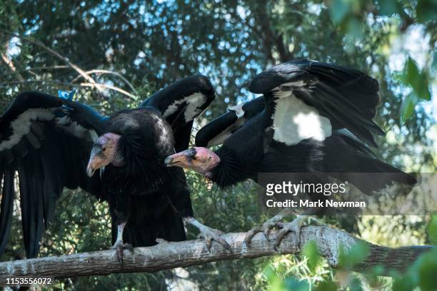 california condor - california condor stock pictures, royalty-free photos & images