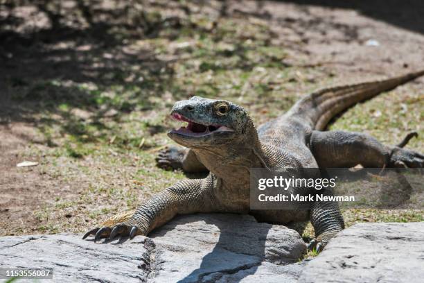 komodo dragon - komodo dragon stock pictures, royalty-free photos & images