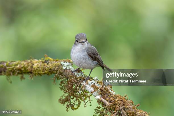 female bird of little pied flycatcher (ficedula westermanni) bird, found in real nature northern of thailand - flycatcher stock pictures, royalty-free photos & images