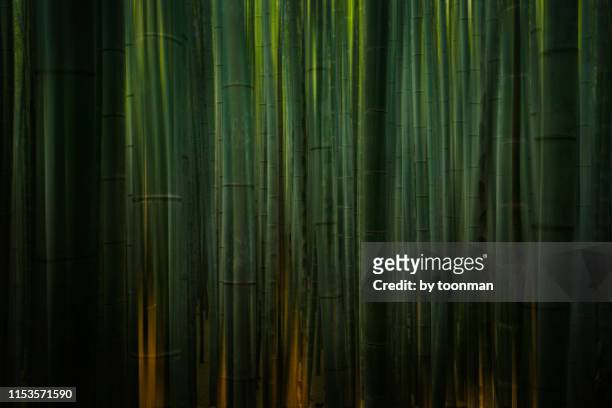 arashiyama bamboo grove, kyoto - bambusnår bildbanksfoton och bilder