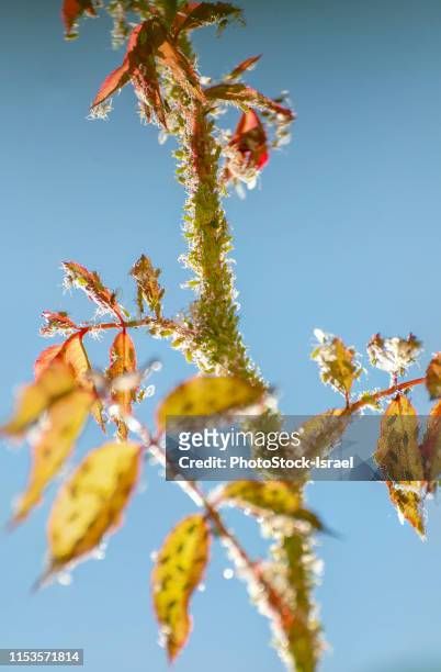rose aphids (macrosiphon rosae) on a rose - parthenogenese stock-fotos und bilder