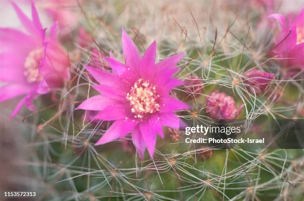 bristle brush cactus (mammillaria spinosissima) - areoles foto e immagini stock