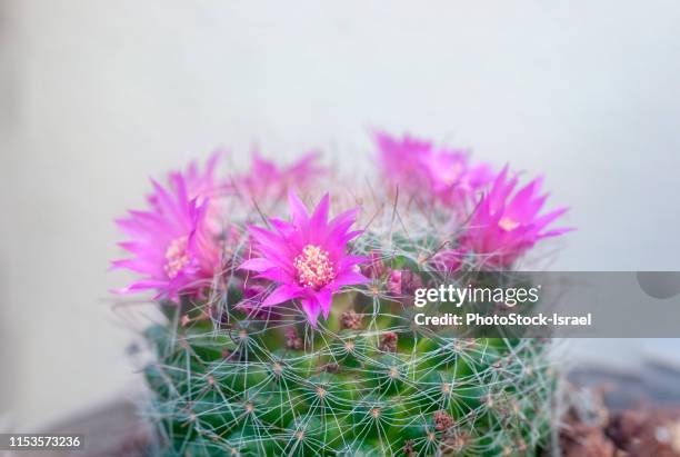 bristle brush cactus (mammillaria spinosissima) - areoles stock pictures, royalty-free photos & images