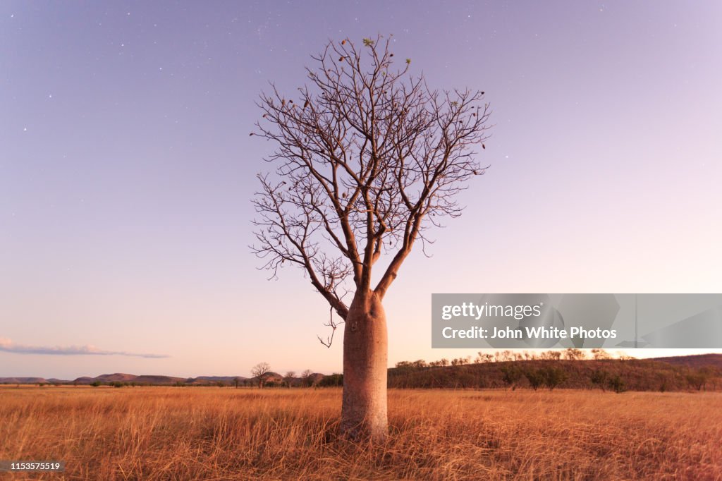 Stars and night sky over a Boab Tree. Parry Lagoons Nature Reserve. The Kimberley. Western Australia.