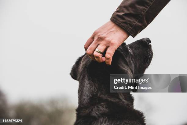 close up of person stroking black labrador dog's head. - animal behavior stock-fotos und bilder