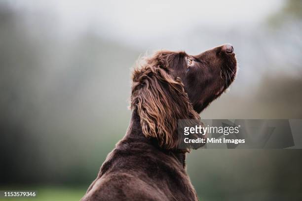 rear view of brown spaniel dog sitting in a field, looking sideways. - apportierhund stock-fotos und bilder