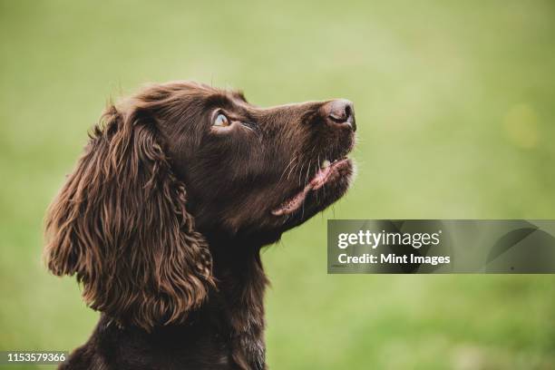 close up of brown spaniel dog sitting in a field. - jakthund tränad hund bildbanksfoton och bilder