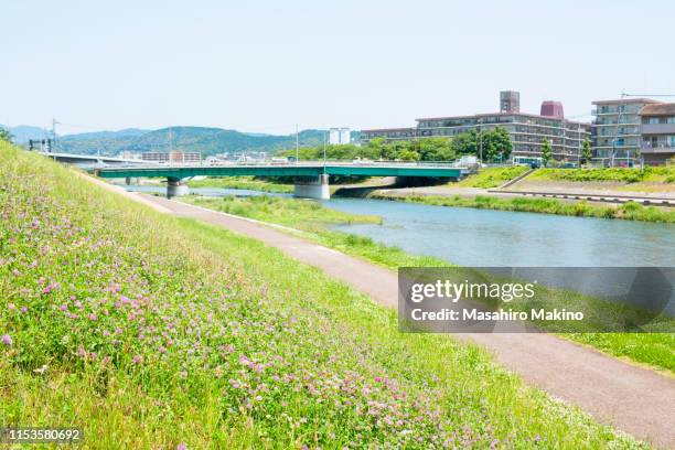 early summer view of kamo river, kyoto city - rivier gras oever stockfoto's en -beelden