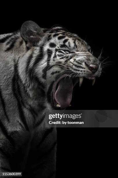 white tiger - white tiger roar stock pictures, royalty-free photos & images