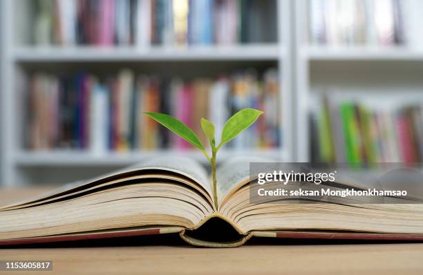 world philosophy day education concept with tree of knowledge planting on opening old big book in library with textbook, stack piles of text archive and aisle of bookshelves in school study class room - world philosophy day stock pictures, royalty-free photos & images