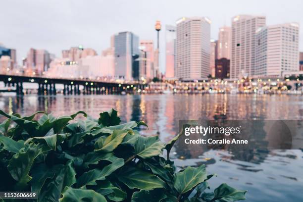 view of sydney skyline - darling harbour fotografías e imágenes de stock