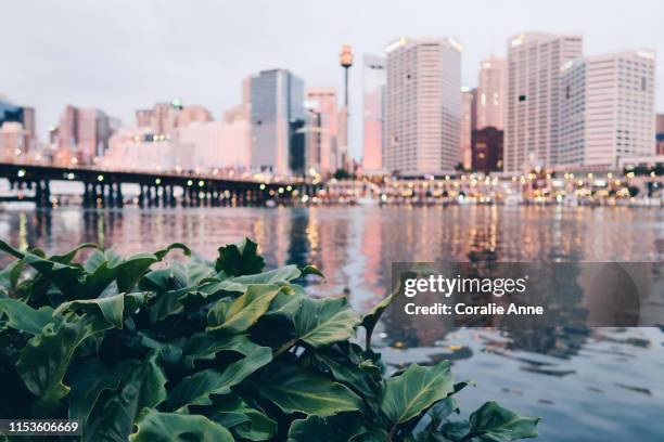 view of sydney skyline - darling harbor stock pictures, royalty-free photos & images