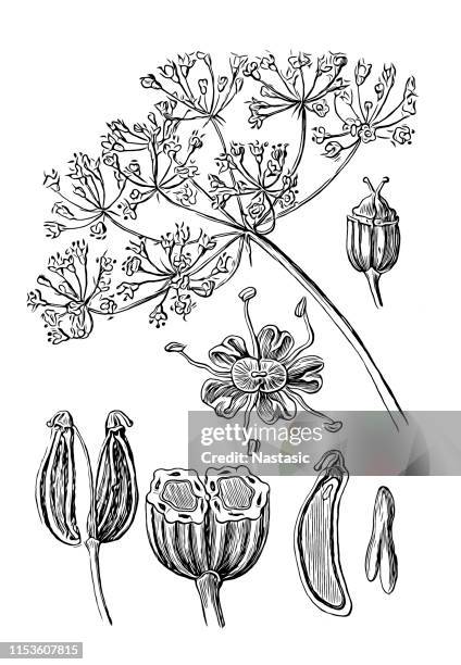 petroselinum crispum (parsley) - parsley white background stock illustrations