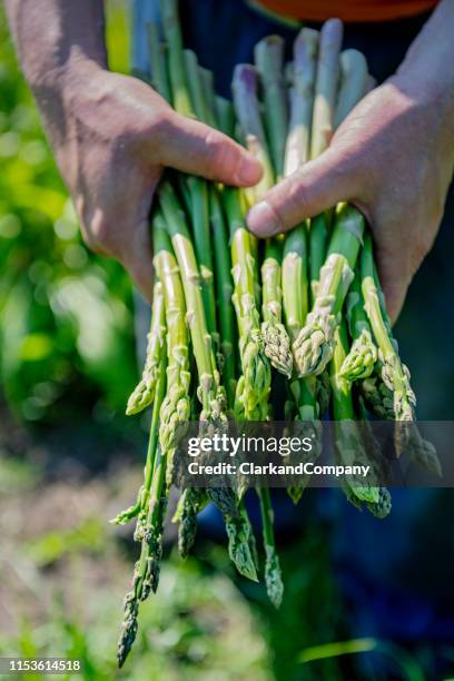 organic asparagus harvesting - asparagus stock pictures, royalty-free photos & images