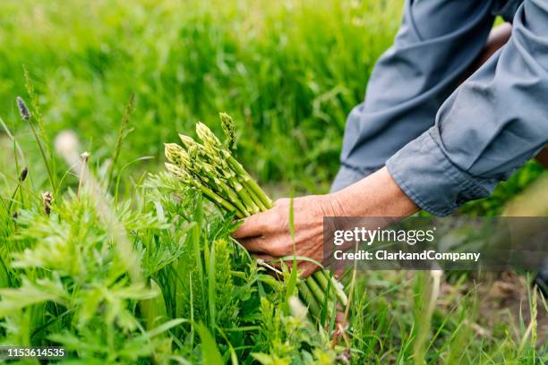 organic asparagus harvesting - cultivated stock pictures, royalty-free photos & images