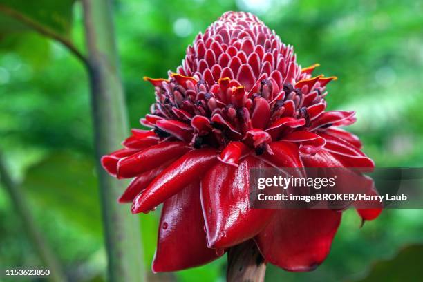 flower of the torch ginger (etlingera elatior), costa rica - bastão do imperador imagens e fotografias de stock