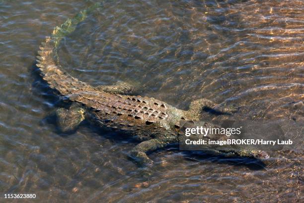 american crocodile (crocodylus acutus) rests in water, rio tarcoles, carara national park, puntarenas province, costa rica - puntarenas stock pictures, royalty-free photos & images