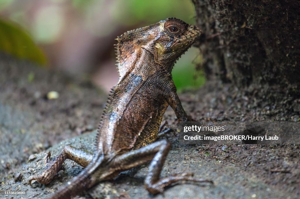 Smooth helmeted iguana (Corytophanes cristatus), Mistico Arenal Suspension Bridge Park, Mistico Arenal Hanging Bridges Park, Province of Alajuela, Costa Rica
