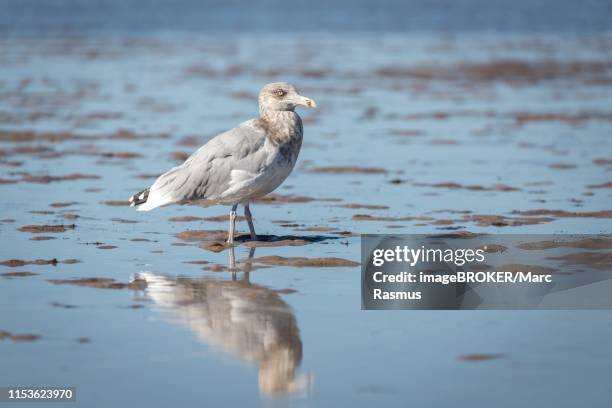 Gull Rajper 23 Smithsonian Gull Stock Photos, High-Res Pictures, and Images - Getty ...