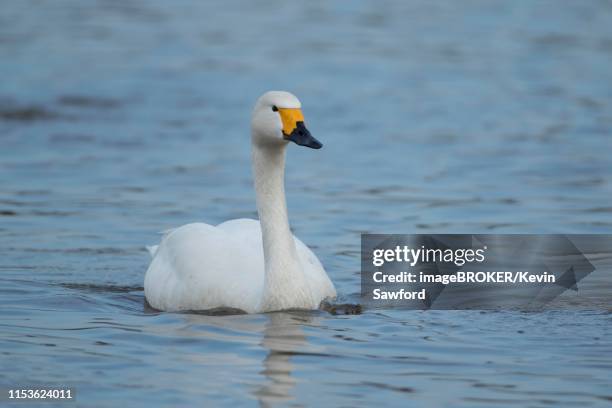 bewick's swan (cygnus columbianus bewickii) adult bird on a lake, gloucestershire, england, united kingdom - cygnus columbianus stock pictures, royalty-free photos & images