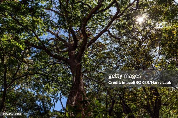 rainforest treetops, sandbox tree (hura crepitans), rincon de la vieja national park, parque nacional rincon de la vieja, guanacaste province, costa rica - hura crepitans stock pictures, royalty-free photos & images