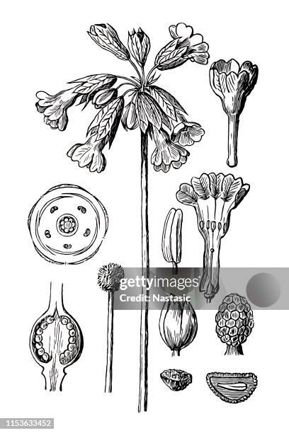 primula veris (cowslip, common cowslip, cowslip primrose; syn. primula officinalis ) - primula veris stock illustrations