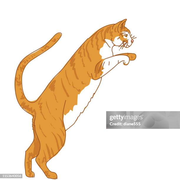 orange tabby cat jumping - tabby stock illustrations
