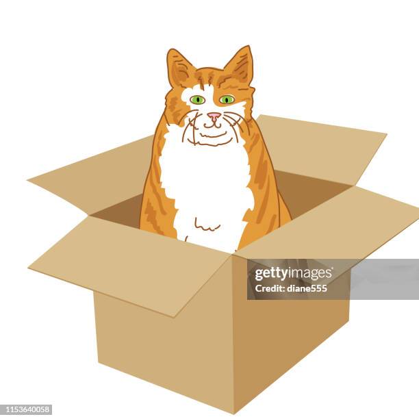 orange tabby cat in box - cat in box stock illustrations