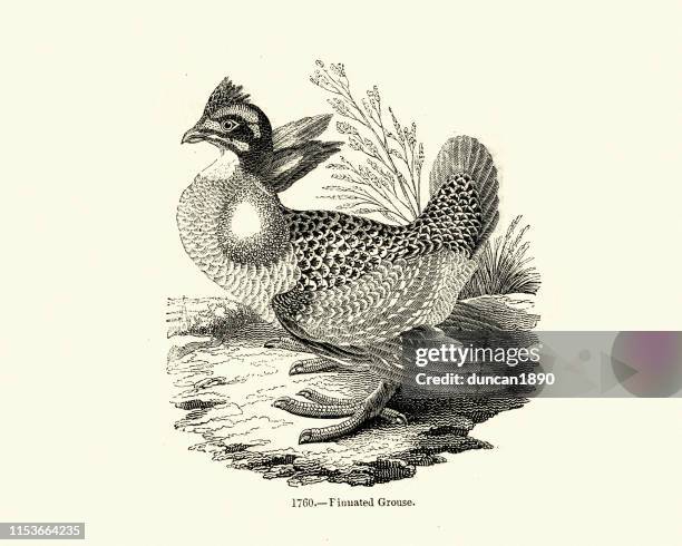 birds, greater prairie chicken or pinnated grouse (tympanuchus cupido) - cupido stock illustrations