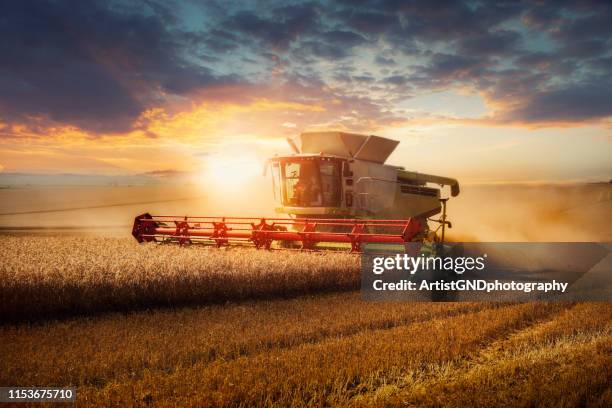 combine harvester at gold light. - agricultural equipment stock pictures, royalty-free photos & images