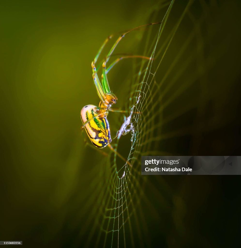 Orchard spider