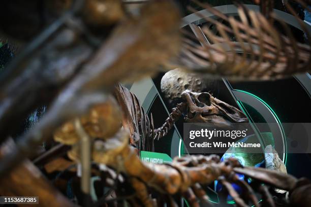 New exhibits are displayed during a press preview of the Smithsonian's National Museum of Natural History’s newly reopened “David H. Koch Hall of...