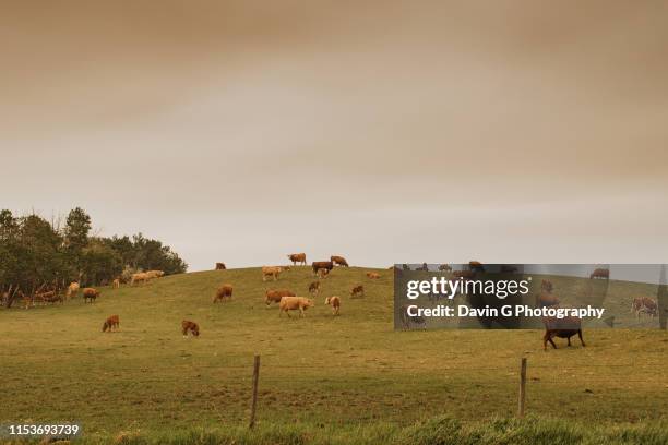 cows on the prairie - alberta ranch landscape stock-fotos und bilder