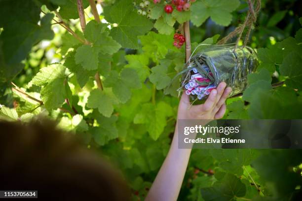 child (6-7) checking a homemade insect house made from recycled plastic bottle and straws - hanging in garden stock-fotos und bilder