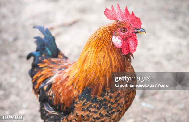 portuguese rooster portraits 4 - 7cero stock pictures, royalty-free photos & images