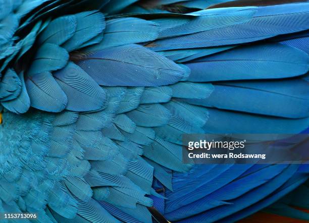 texture of beautiful feather macaw bird close up line detail and color. multicolored of bird feather used for  decorate background  to make your work stand out. feather of blue bird macaw - pluma de ave fotografías e imágenes de stock
