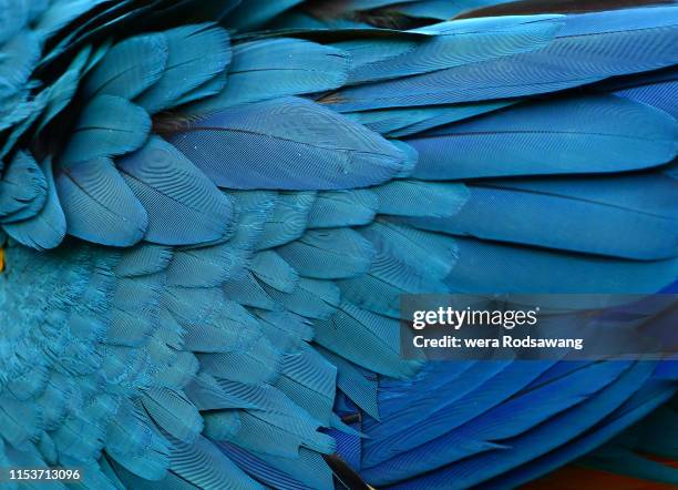 texture of beautiful feather macaw bird close up line detail and color. multicolored of bird feather used for decorate background to make your work stand out. feather of blue bird macaw - piuma foto e immagini stock