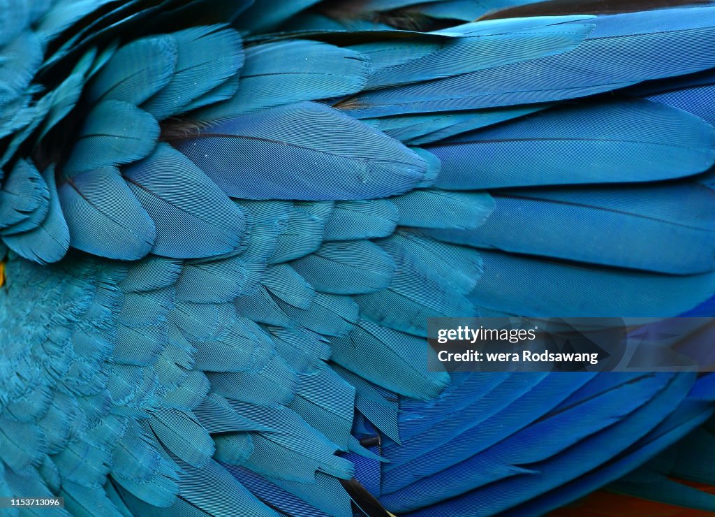 Texture of beautiful feather Macaw bird close up line detail and color. Multicolored of bird feather used for  decorate background  to make your work stand out. Feather of blue bird Macaw