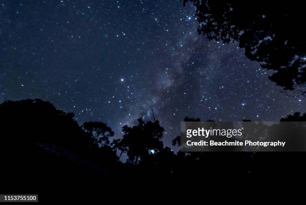 silhouette of trees and the stars at night in maliau basin, sabah borneo. - imperial system fotografías e imágenes de stock