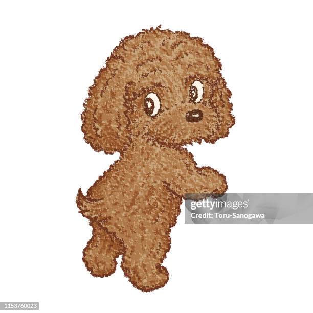 toy-poodle standing - poodle stock illustrations