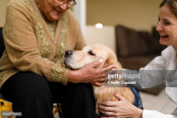 senior woman and caregiver with therapy dog at home - alternative therapy stock pictures, royalty-free photos & images