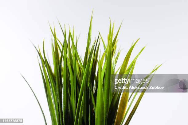 grass on white backgroundbunch of green grass isolated on white background close-up - remote location fotografías e imágenes de stock