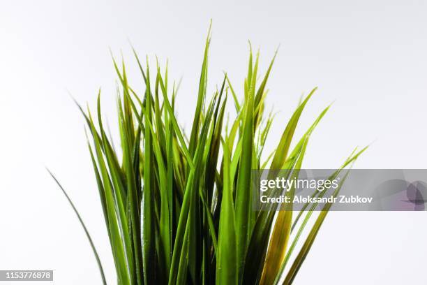 grass on white backgroundbunch of green grass isolated on white background close-up - remote location 個照片及圖片檔