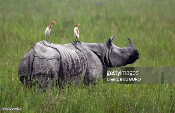 In this photo taken on June 17 egrets sit on a grazing one-horned rhinoceros in Kaziranga National Park, some 220 km from Guwahati, the capital city...