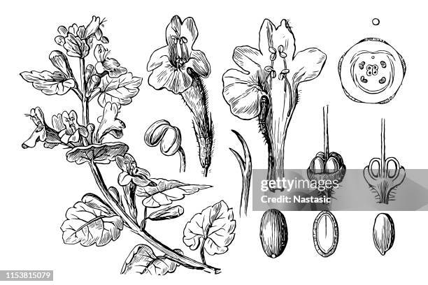 glechoma hederacea (ground-ivy, gill-over-the-ground, creeping charlie, alehoof, tunhoof, catsfoot, field balm, run-away-robin) - mint isolated stock illustrations