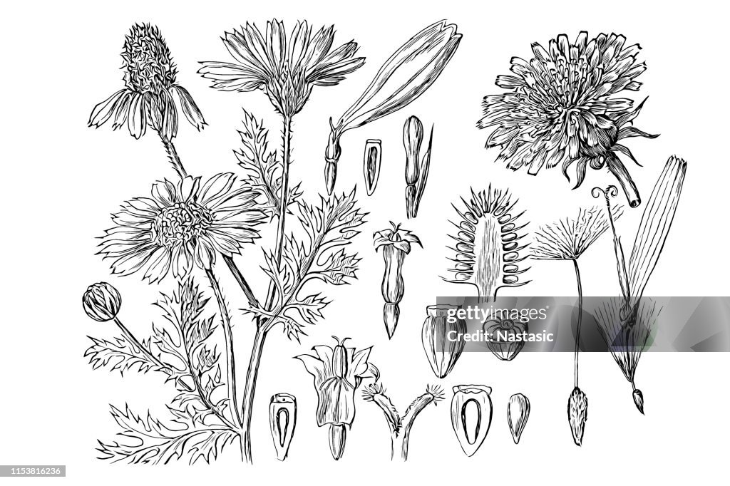 Anthemis arvensis, also known as corn chamomile, mayweed, scentless chamomile, or field chamomile