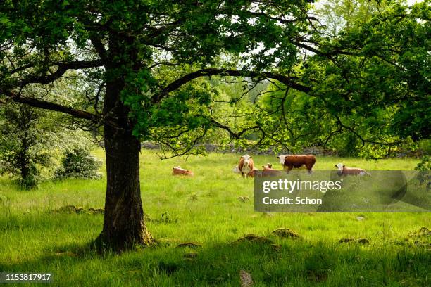 cows lying in a pasture surrounded by deciduous trees in summer - tree farm bildbanksfoton och bilder