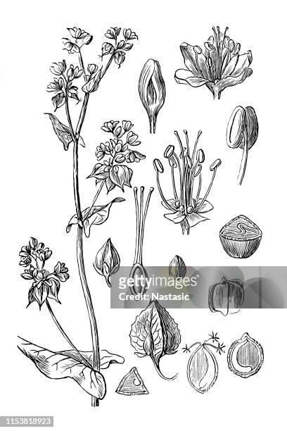 ilustraciones, imágenes clip art, dibujos animados e iconos de stock de polygonum fagopyrum, trigo sarraceno - buckwheat