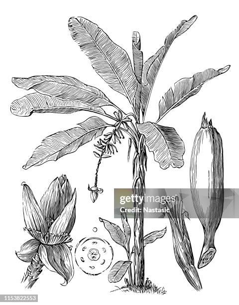 stockillustraties, clipart, cartoons en iconen met de boom van de banaan (musa paradisiaca) - tropische boom